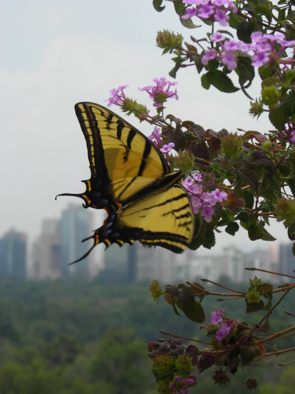 Syllabus: Modern Latin America,&nbsp;2021